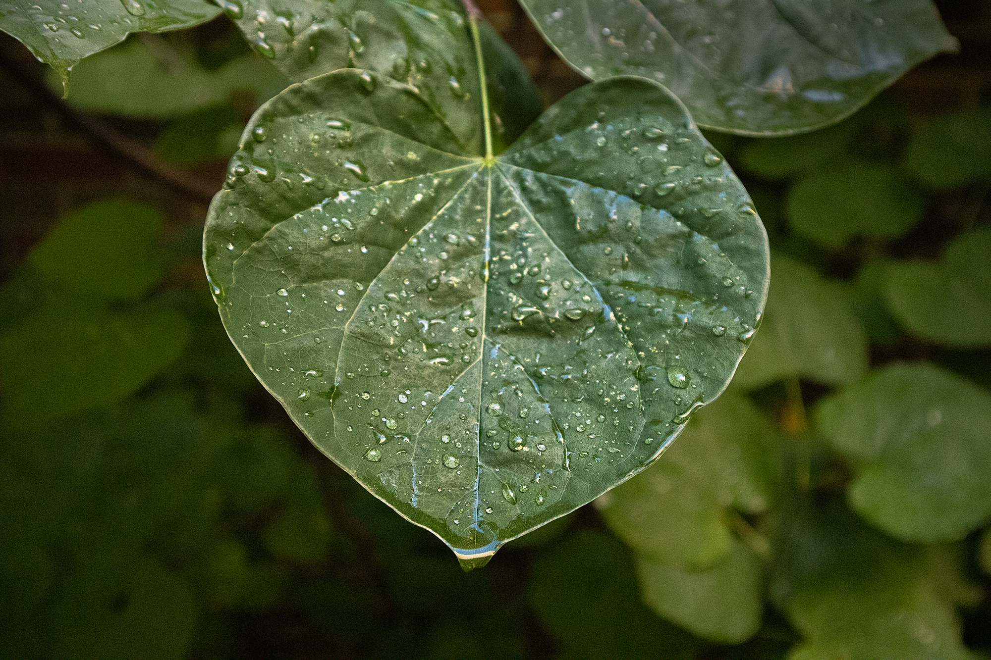 heart shaped leaf