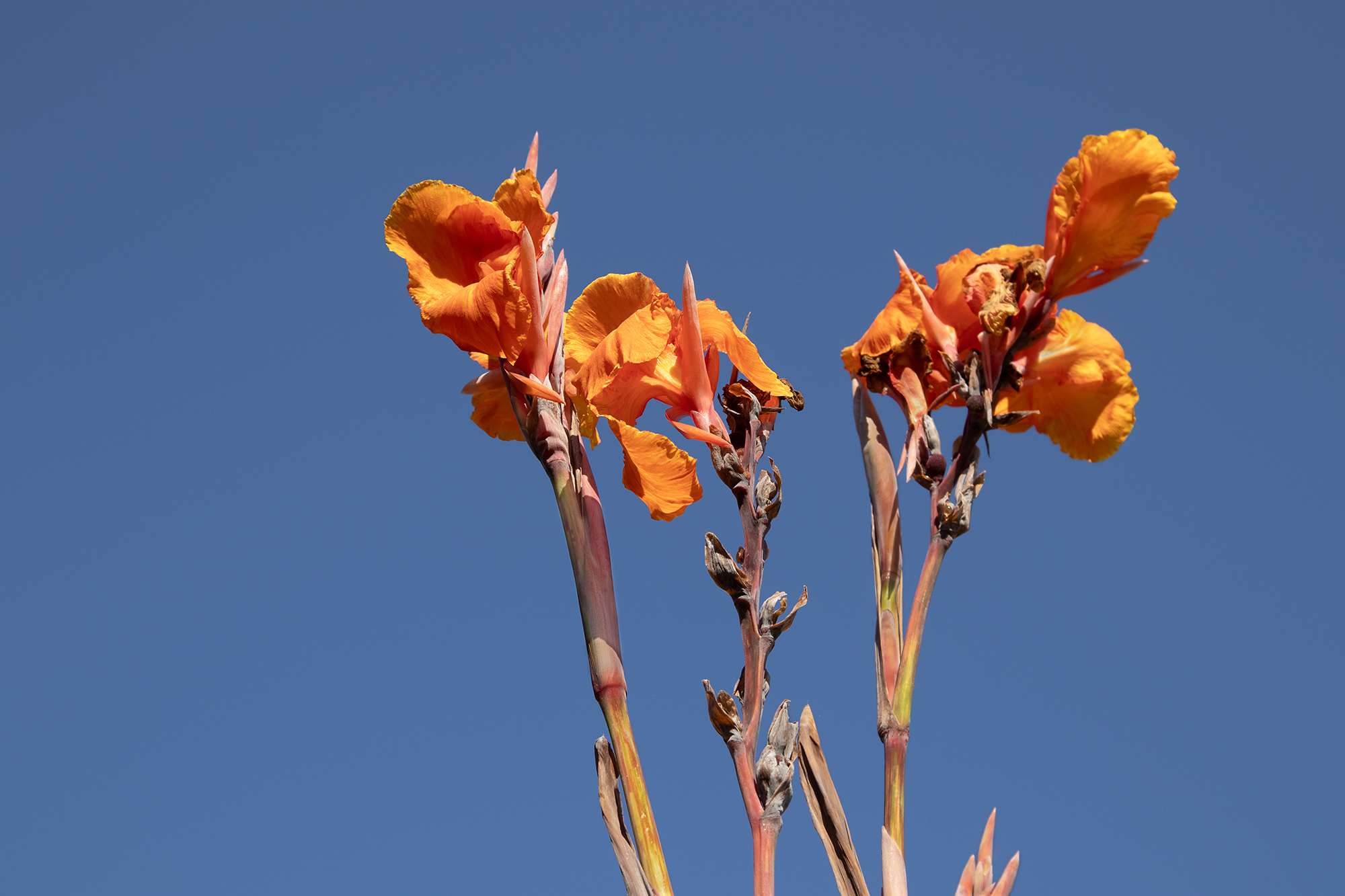 orange flowers