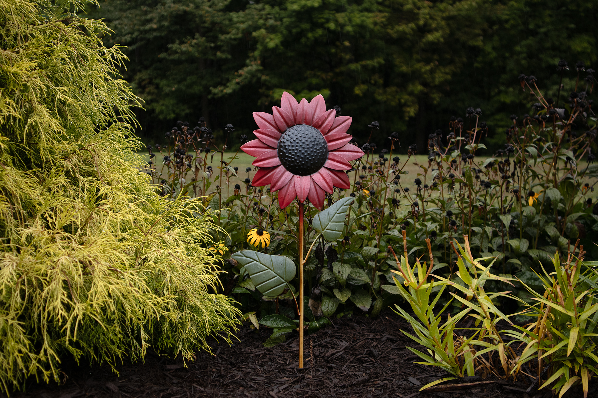 red sunflower
