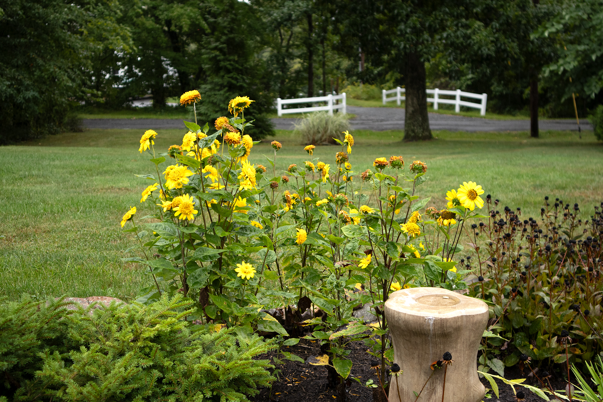 yellow flowers