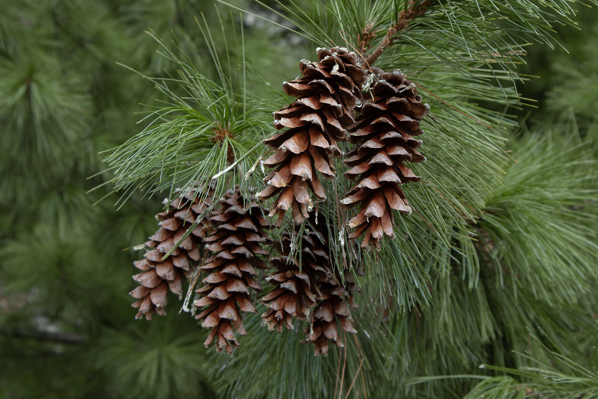 pinecones